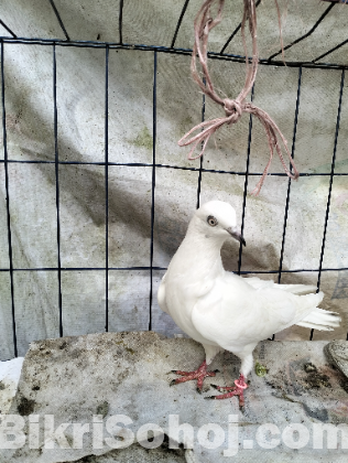 কিছু ভালো মানের ফ্লাইং কবুতর সেল